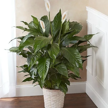Peace Lily Plant for Sympathy